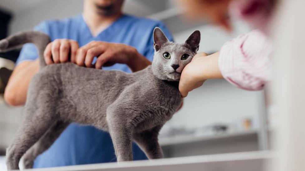 acute liver failure in cats; a cat visits the veterinarian for an exam.